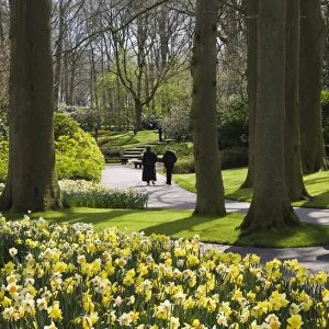 Spring daffodils at Keukenhof, park and gardens near Amsterdam, Netherlands, Europe