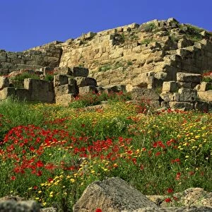 Spring flowers in front of the massive walls of the Acropolis, Selinunte