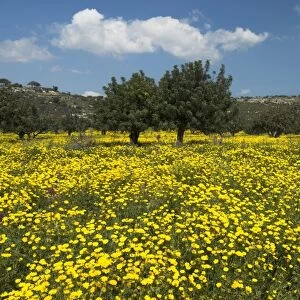 Spring meadow, near Limassol, Cyprus, Europe