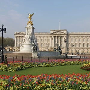 Spring tulips at Buckingham Palace, London, England, United Kingdom, Europe