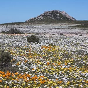 Spring wild flowers, Postberg section, West Coast National Park, Western Cape, South Africa