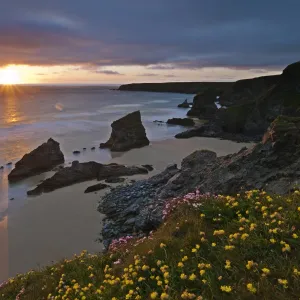 Spring wildflowers on the clifftops overlooking Bedruthan Steps, North Cornwall