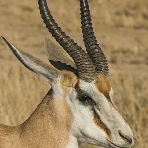 Springbok Antelope (Antidorcas marsupialis), Kalahari Transfrontier Park, South Africa
