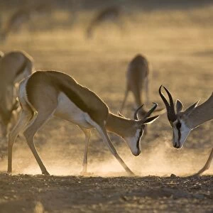 Springbok sparring (Antidorcas marsupialis), Kgalagadi Transfrontier Park