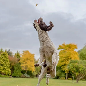 Springer Spaniel catching a treat in mid air, United Kingdom, Europe
