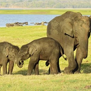 Sri Lankan elephant (Elephas maximus maximus), Minneriya National Park, Sri Lanka, Asia