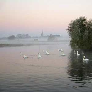 St. Lawrence Church and swans on River Thames in winter mist at dawn, Lechlade-on-Thames, Cotswolds, Gloucestershire, England, United Kingdom, Europe