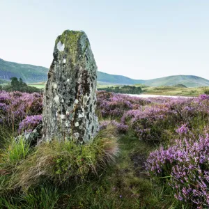 Standing stone and heather, Creggenan Lake, North Wales, Wales, United Kingdom, Europe