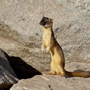 Stoat (Short-tailed weasel) (Mustela erminea), Mount Evans, Colorado, United States of America