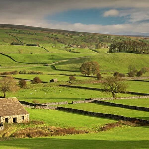 Stone barns and dry stone walls in beautiful Wensleydale in the Yorkshire Dales National