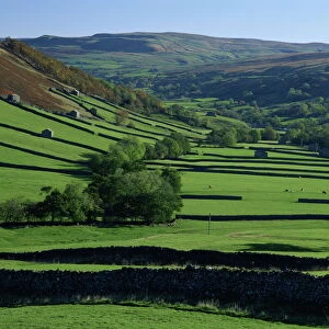 Stone walled fields and farm buildings in valley, Swaledale, Yorkshire Dales National Park
