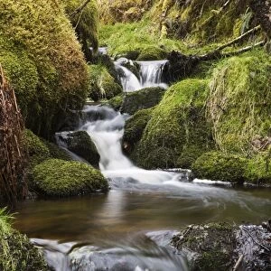 Stream in oak wood, Ariundle Woods National Nature Reserve, Strontian, Argyll