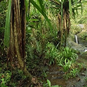 Stream and palms in the Colo-I-Suva rain forest on the island of Viti Levu in Fiji
