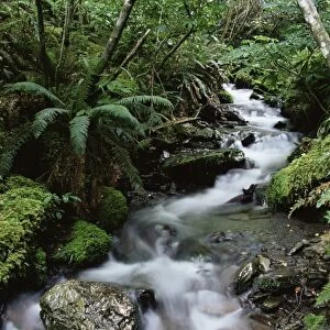 Stream through rainforest