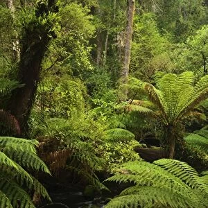 Stream and tree ferns, Mount Field National Park, UNESCO World Heritage Site