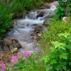 Stream, Vigo di Fassa, Fassa Valley, Trento Province, Trentino-Alto Adige / South Tyrol, Italian Dolomites, Italy, Europe