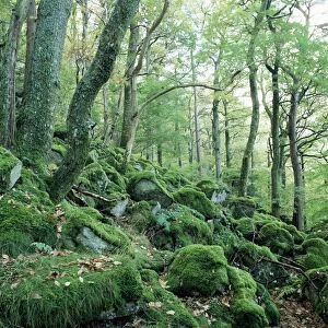 Strutta Wood, near Ashness Bridge, Borrowdale, Lake District, Cumbria, England