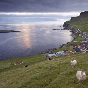 Sumba, picturesque village on south-west tip of Suduroy Island, and sheep