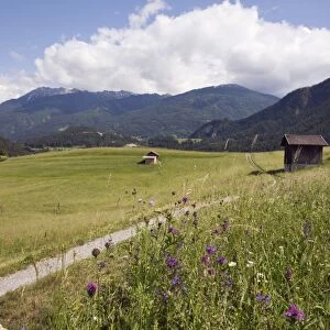 Summer Alpine flowers and meadows in green valley, Imst, Austria, Europe