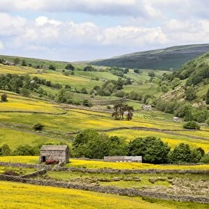 Summer buttercups in Upper Swaledale near Thwaite, Yorkshire Dales, Yorkshire, England, United Kingdom, Europe