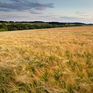 A summer evening in countryside at Sedgeford, Norfolk, England, United Kingdom, Europe