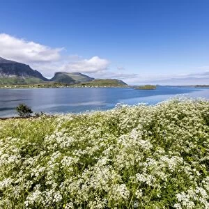 Summer flowers framed by clear water, Fredvang, Flakstad municipality, Nordland county