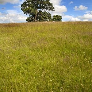 Summer tree and long grass at Jacob Smith Park Knaresborough, North Yorkshire, Yorkshire, England, United Kingdom, Europe