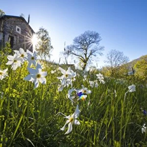 Sun shines on daffodils in bloom on green fields of the Orobie Alps, Dossa, province of Sondrio
