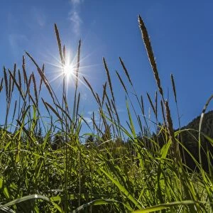 Sun shining through grass on Chichagof Island, Southeast Alaska, United States of America, North America