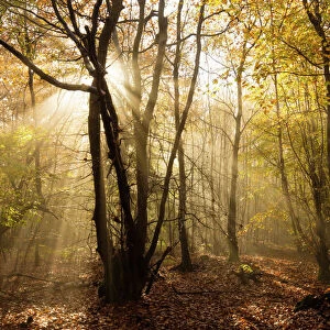 Sunbeams bursting through misty autumnal woodland, Limpsfield Chart, Oxted, Surrey
