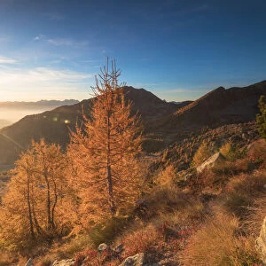 Sunburst on colorful larches during fall season, Alpe Arcoglio Valmalenco, Valtellina