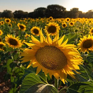 Sunflower field in Brihuega, Guadalajara, Spain, Europe