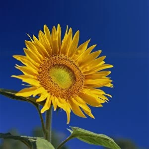 Sunflower, Tuscany