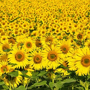 Sunflowers, Austria, Europe