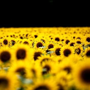 Sunflowers (Helianthus), Chillac, Charente, France, Europe