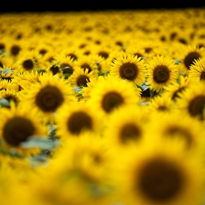 Sunflowers (Helianthus), Chillac, Charente, France, Europe