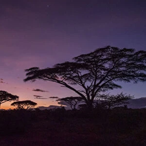 Sunrise over acacia trees in Serengeti National Park, UNESCO World Heritage Site