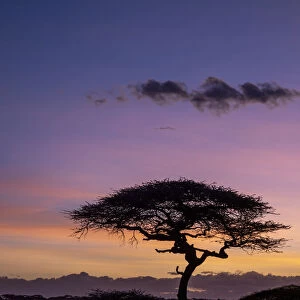Sunrise over acacia trees in Serengeti National Park, UNESCO World Heritage Site