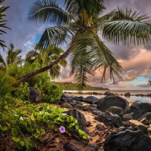 Sunrise under a coconut palm on a calm ocean bay, Kiluea, Hawaii
