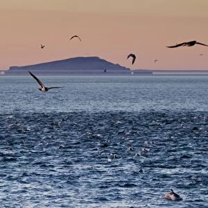 Sunrise fata morgana (mirage) with dolphins and birds, Isla San Pedro Martir, Gulf of California (Sea of Cortez), Baja California, Mexico, North America