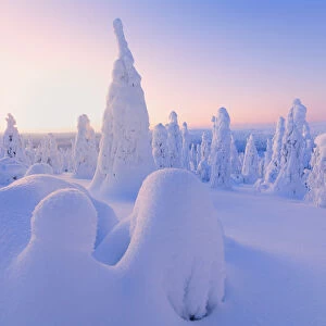 Sunrise on frozen trees, Riisitunturi National Park, Posio, Lapland, Finland, Europe