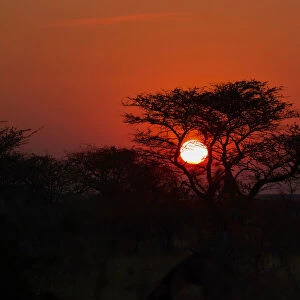 Sunrise sun framed by a tree silhouette, Namibia, Africa