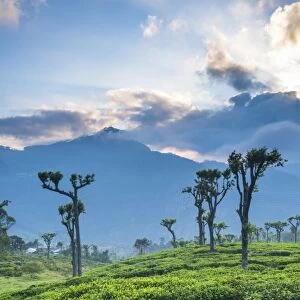 Sunrise over tea plantations, Haputale, Sri Lanka Hill Country, Sri Lanka, Asia