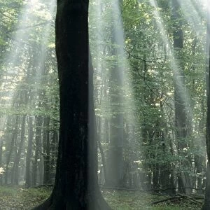 Suns rays penetrating the forest