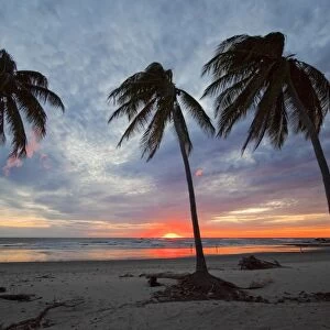 Sunset and palm trees on Playa Guiones beach, Nosara, Nicoya Peninsula