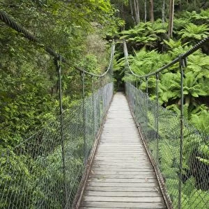 Suspension bridge and rainforest, Tarra Bulga National Park, Victoria, Australia, Pacific