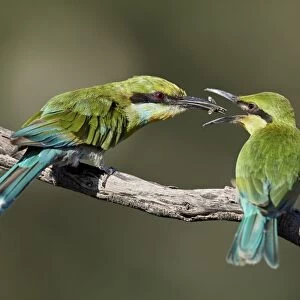 Swallow-tailed bee-eater (Merops hirundineus) adult feeding young, Kgalagadi Transfrontier Park