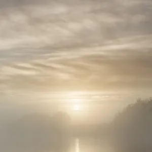 Swan on misty lake at sunrise, Clumber Park, Nottinghamshire, England, United Kingdom