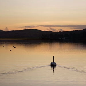 Swan swimming at sunset on Coniston Water in autumn, Coniston, Lake District National Park