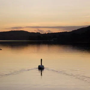 Swan swimming at sunset on Coniston Water in autumn, Coniston, Lake District National Park